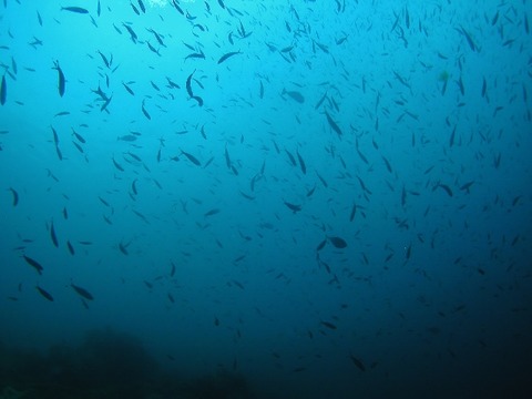 P1010032 (640x480)