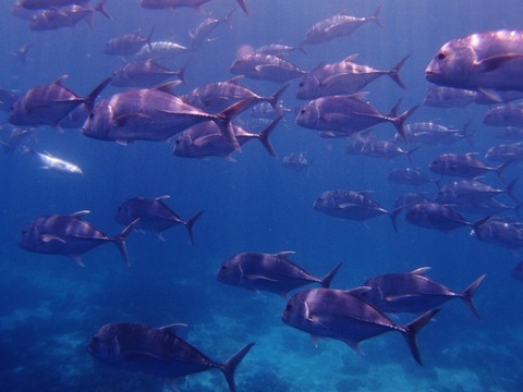 P8274868 (640x480)