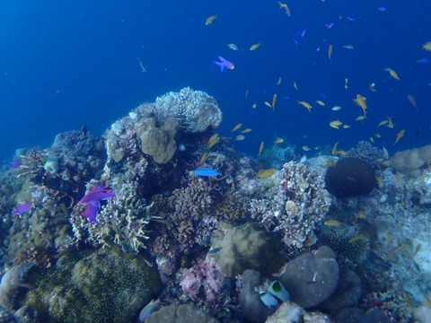 P2010007