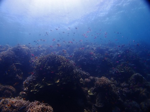 P4099581 (640x480)