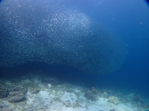 P8190066