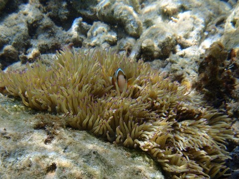PB128369 (640x480)