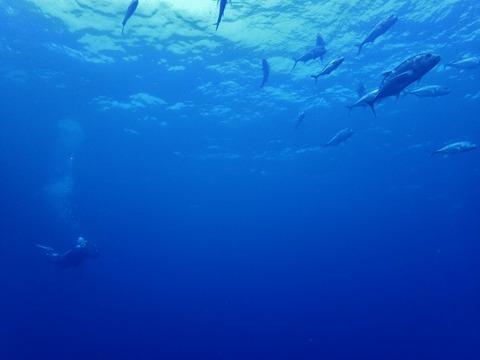 P8250089 (640x480)
