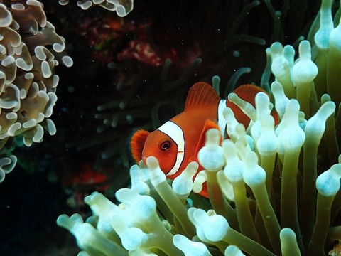 P5150052 (640x480)