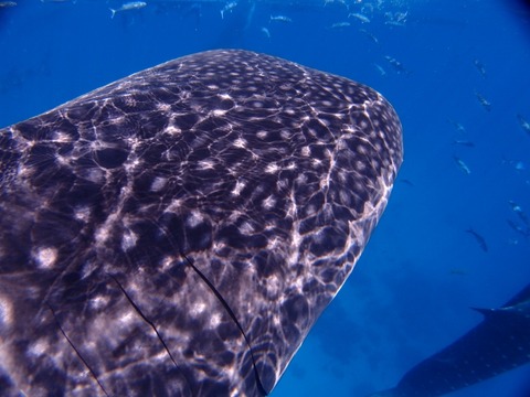 P9015729 (640x480)