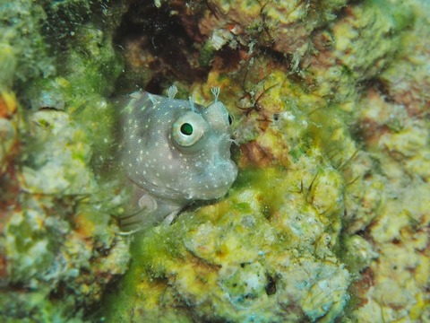 PA290025 (640x480)