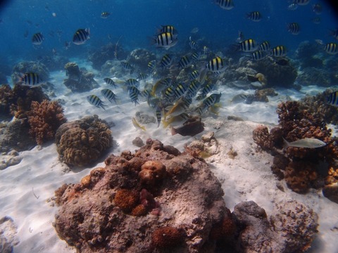 PB098053 (640x480)