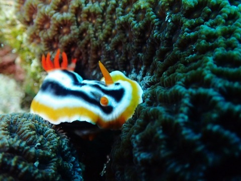 P2160031 (640x480)