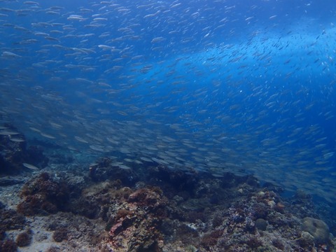 P6030047