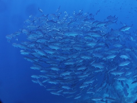 P8170144 (640x480)