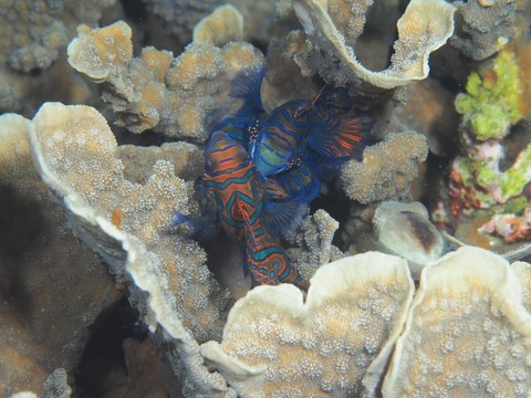 Cebu2016-2017 (1056) (640x480)