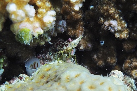 P6220092 (640x427)