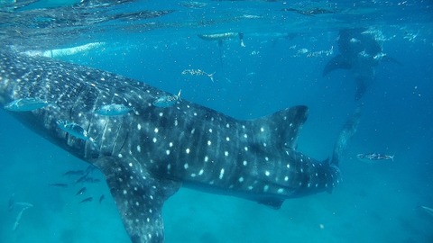 P2220044 (640x360)