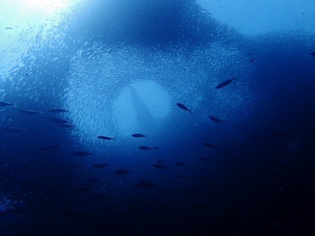 親子でモアルボアルツアー セブ島 マクタン島のショップ日記