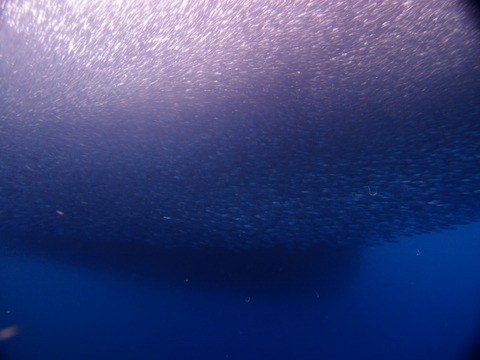 P1010576 (640x480)
