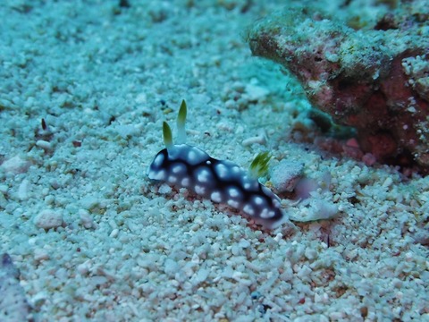 P3060111 (640x480)