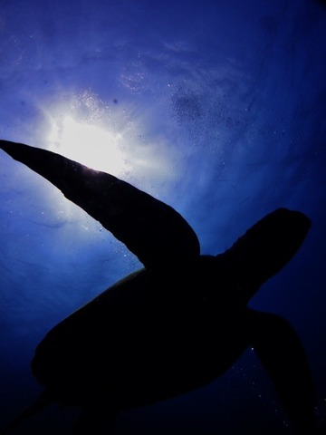 P3190082 (480x640)