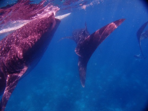 P3229125 (640x480)