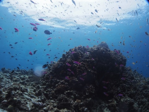 P9230008 (640x480)