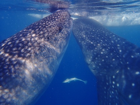 P3210332 (640x480)