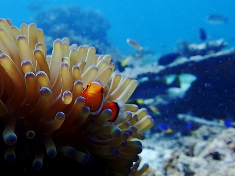 PA180021 (640x480)