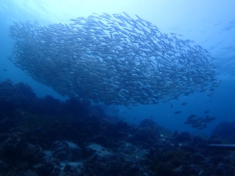 P9190033