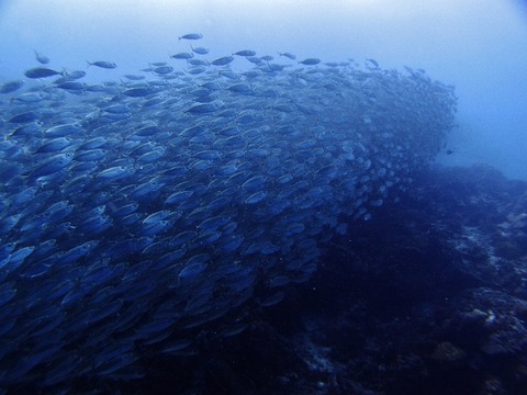 PA257555 (640x480)