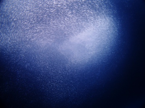 P1010615 (640x480)