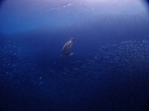 P1017336 (640x480)