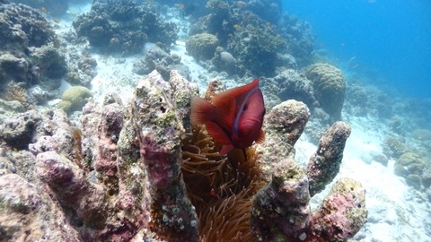 P1210053 (640x360)