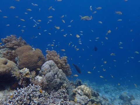 P4050041 (640x480)