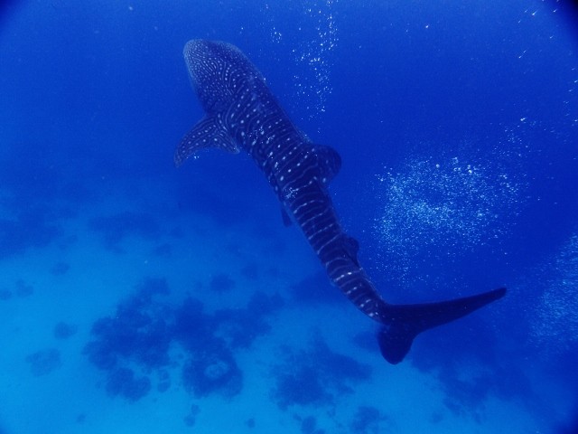 ジンベイザメ特集 セブ島 マクタン島のショップ日記