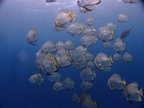 P8265269 (640x480)