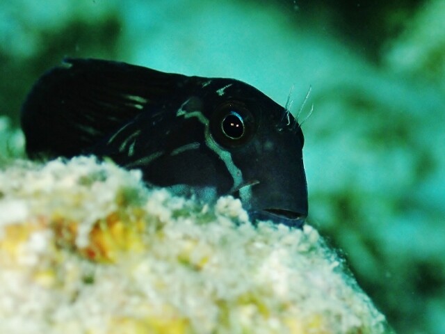 隠れるのが大好きなセブの海の生き物 セブ島 マクタン島のショップ日記