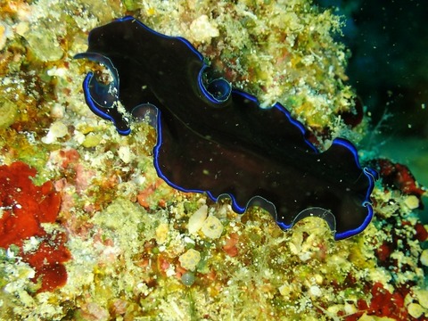 P2220276 (640x480)