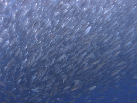 PC301121 (640x480)