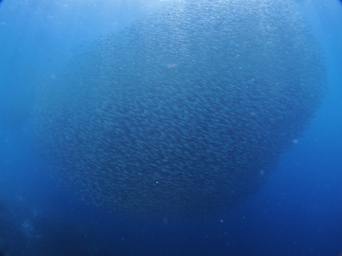 P3220056 (640x480)
