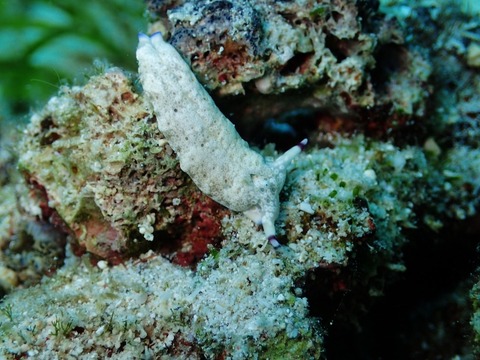 P6290038 (640x480)