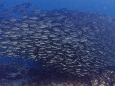 PA257596 (640x480)