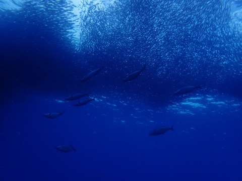 P6261433 (640x480)
