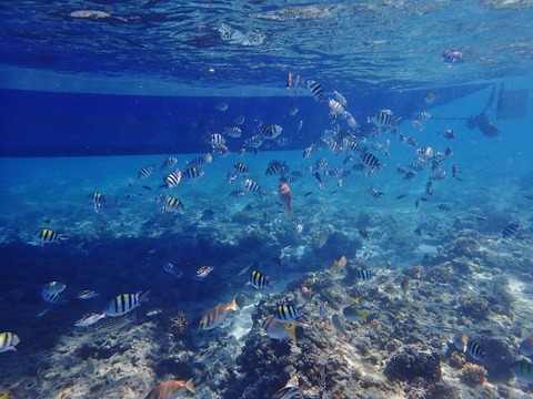 PA130033 (640x480)
