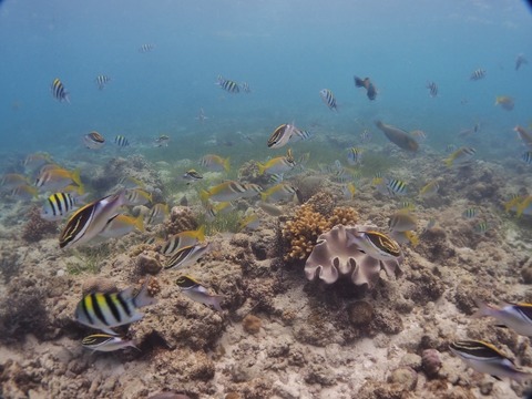 PA080015 (640x480)