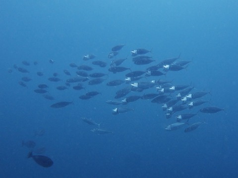 P7280272 (640x480)