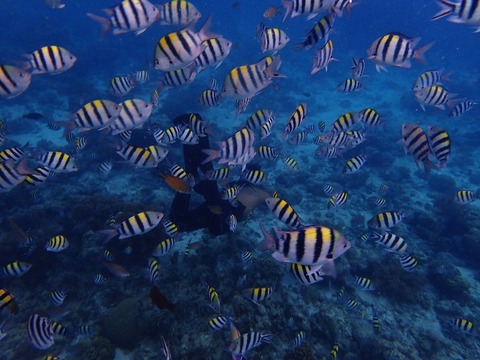 P6090311 (640x480)