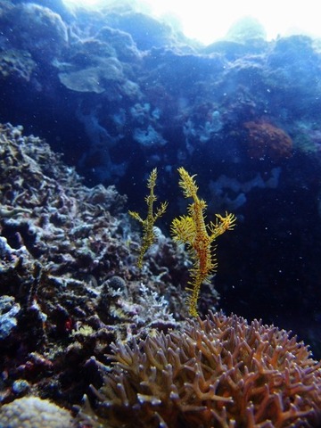 PB228891 (480x640)
