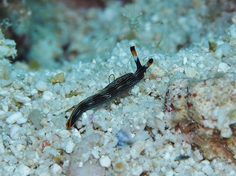 P3060091 (640x479)