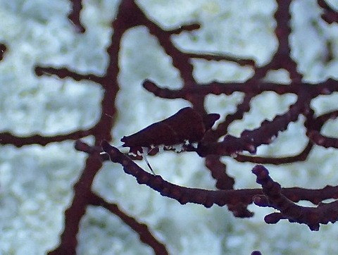 P8140305 (640x483)