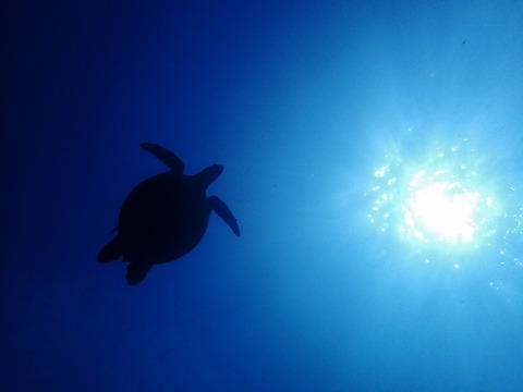 P2230457 (640x480)