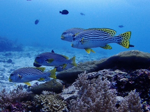 P1011864 (640x478)