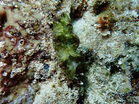 P2210080 (640x480)